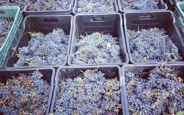 Arcangeli Wines