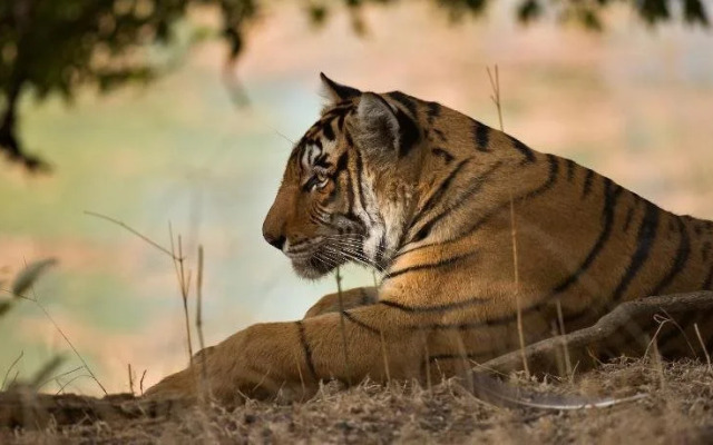 The Ranthambhore Bagh