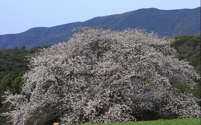 Hotel Saiyou Wakigawa