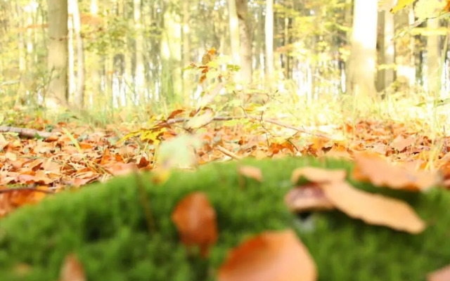 Holiday Apartment Lange