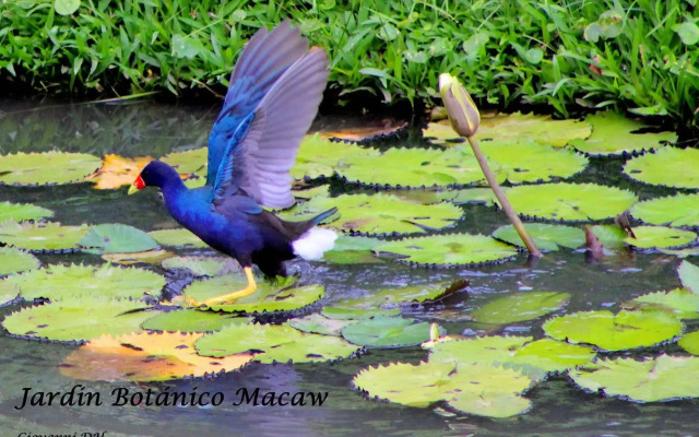 Macaw Lodge