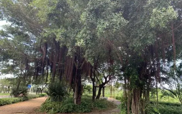 Sanya Father mark tribe