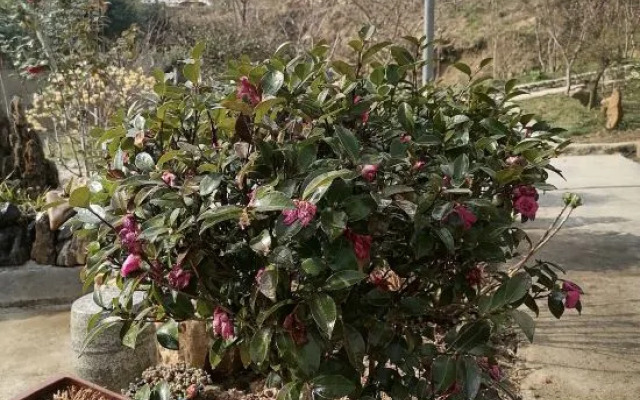 Jiuhuashan Jiuman Mountain Villa