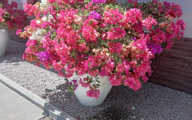 Residence Argine Apartments