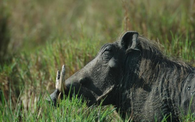 Mara Intrepids Tented Camp