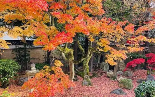 International Guest House Tani House