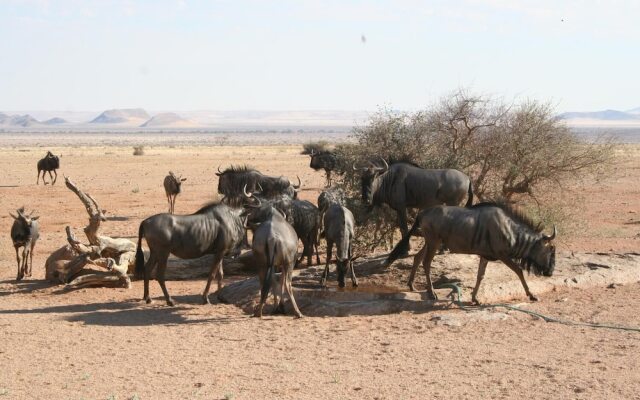 Namib Naukluft Lodge