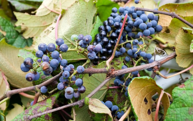 Oyasukyo Onsen Yunoyado Motoyukurabu