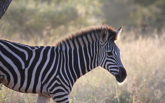 Tshukudu Game Lodge