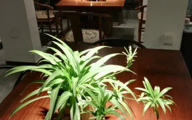 Qilan Boutique Homestay