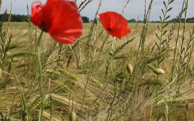 Quaint Holiday Home in Kropelin Germany with Sauna