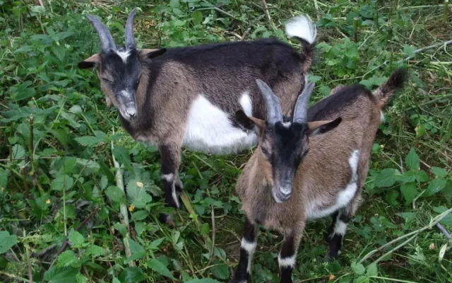 Vizimalom Panzió és Kemping