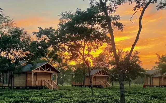 The Postcard in the Durrung Tea Estate