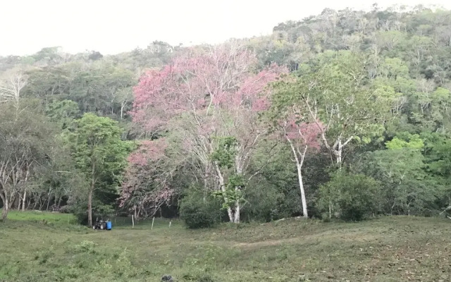 Mango Walk Inn