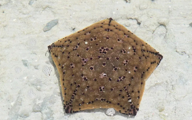 Ujamaa Beach Resort Zanzibar