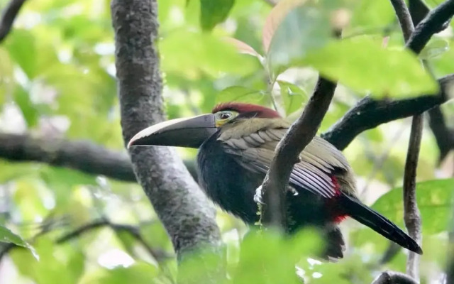 Pura Vidaville - Hiker's Hideaway