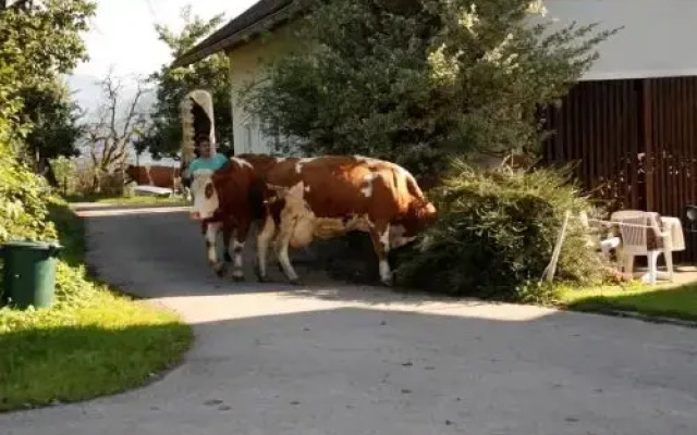 Mentebauer