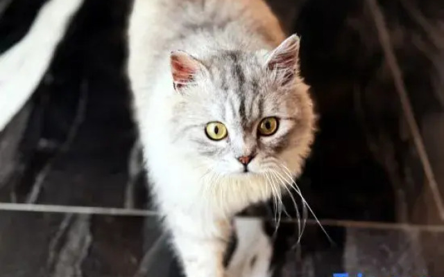 Forest Time Resort Villa