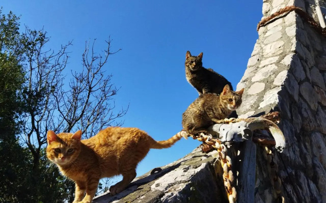 Stone House “Mediterraneo”