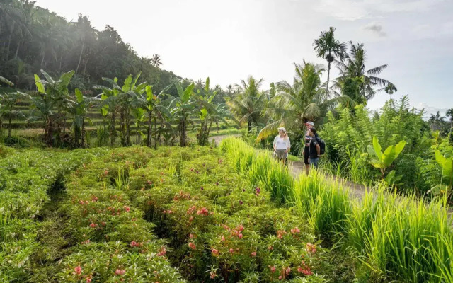 Kaura Bali