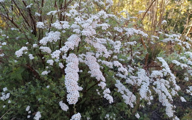 Pension Haus Anneliese