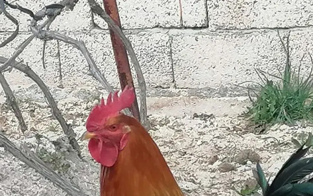 Kapadokya Hatice Ana Tatil Evi
