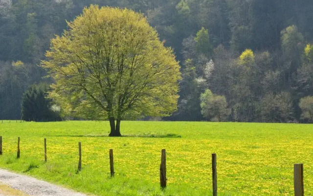 Cozy Holiday Home near Forest in Bovigny