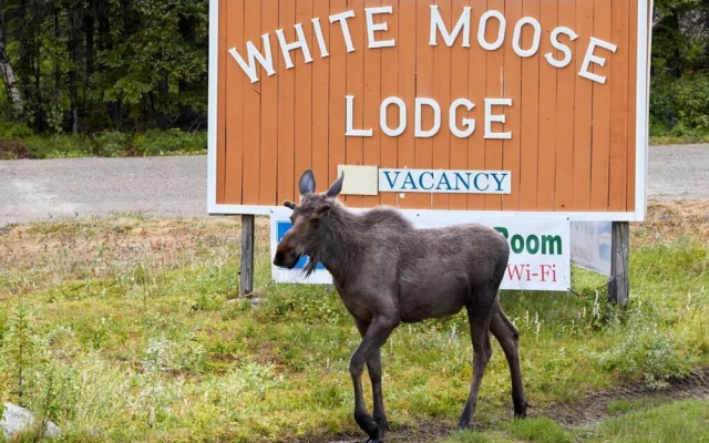 White Moose Lodge