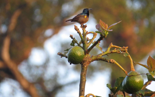 Mistletoe Munnar