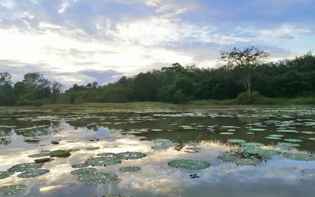 Wichai's Jungle Home Stay