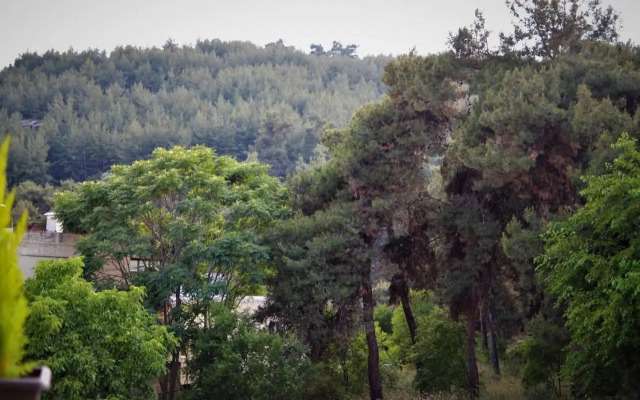 Forest 22
