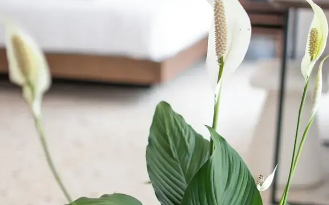 Mythodea Athens Suites