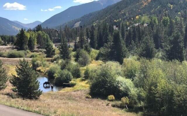 Flying Dutchman 1115