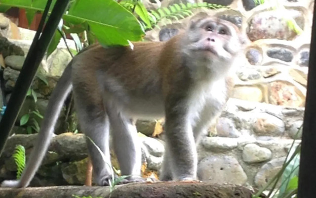 Kupu Kupu Garden Guest House & Cafe