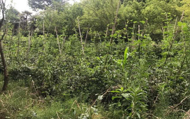 Mount Emei Feng Lin Yue Hotel