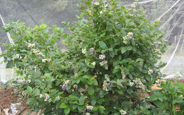 Blueberry B & B