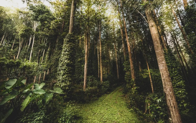 Shambala Yercaud