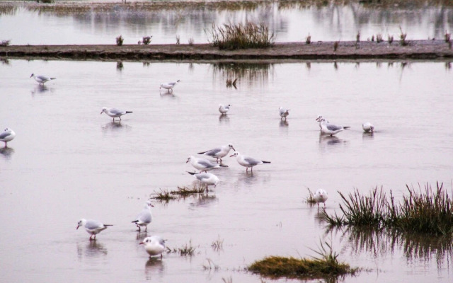 Deichhaus K Stenwind Butjadingen