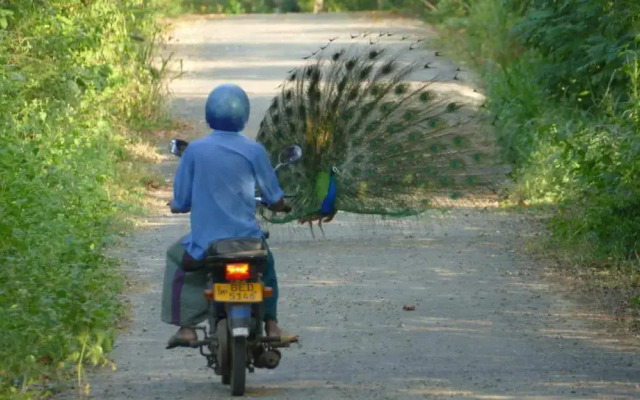 Peacock Family Stay
