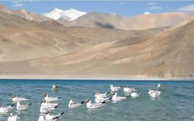 Royal Camp - Pangong