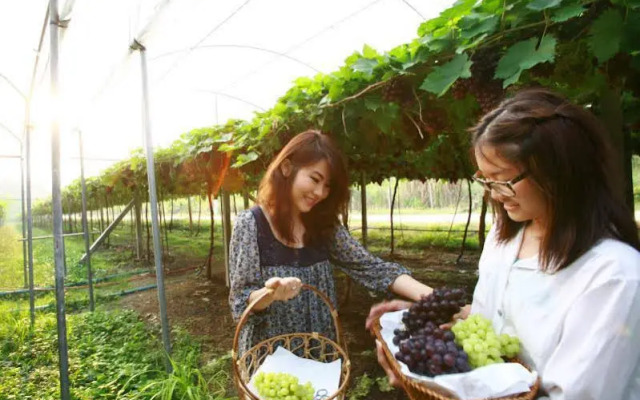 Payavee Vinery Resort