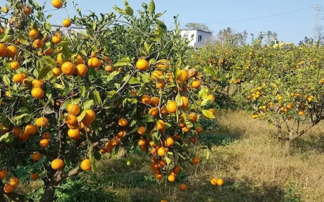 takche pension joy house