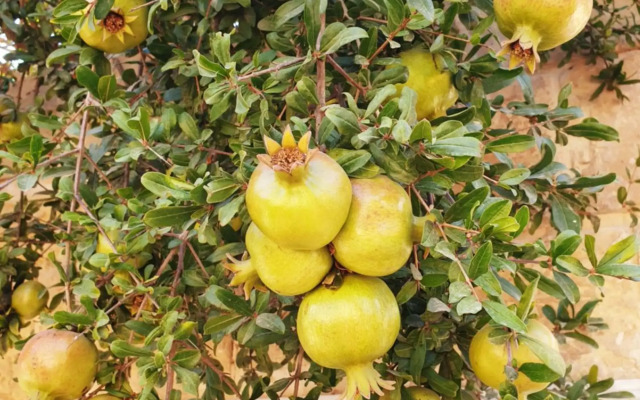 Hammock Vibes Town House