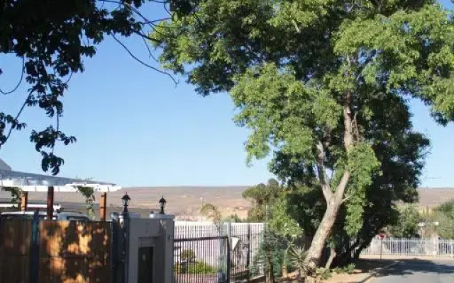 The Vine