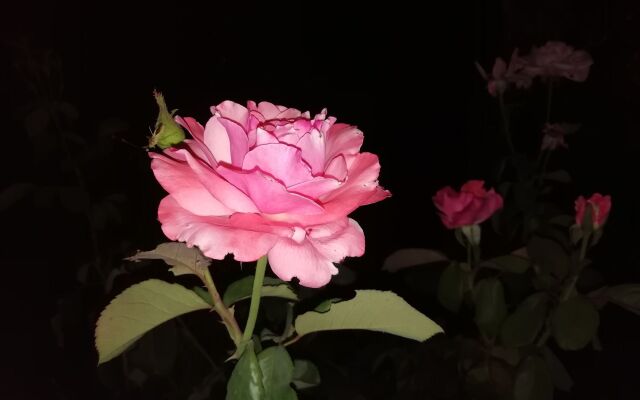 The Rose Garden Villa