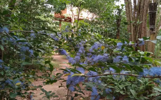 Dambulla Tree House
