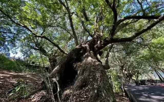 Tree House Nanshan Sanya