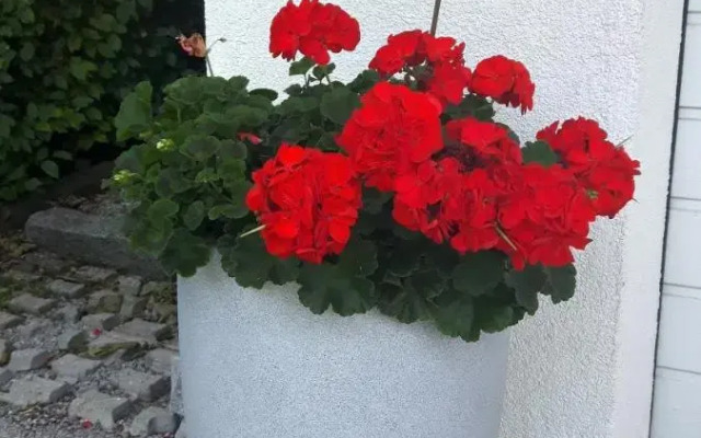 Ferienwohnungen Regina Unger