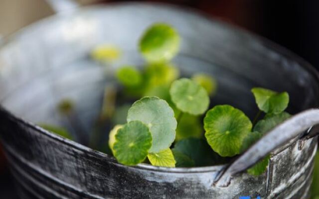 Yunqiju · Moganshan Guesthouse (Firefly Base)