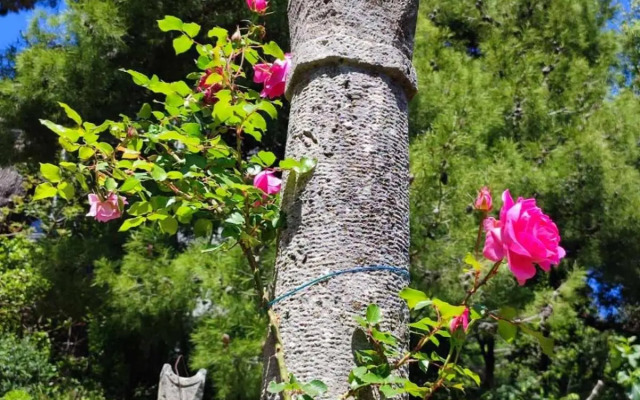 Peaceful house in Dubrovnik